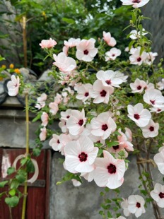 高砂芙蓉葵高砂木槿黑方苗/棒棒糖素材90秋天开花耐-10