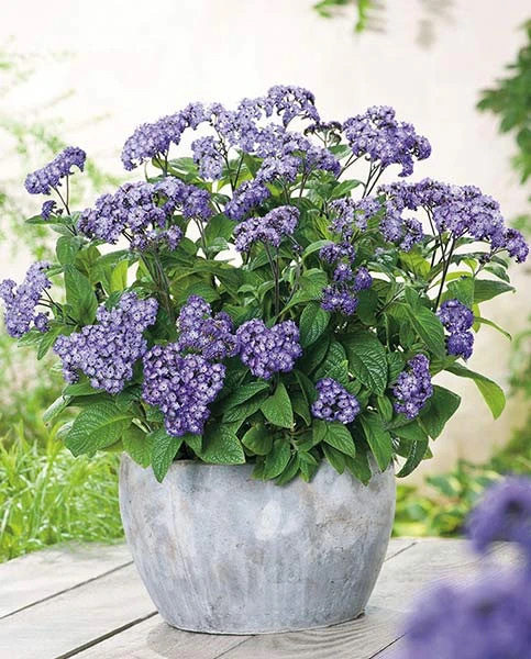 【香水花香水草南美天芥菜】耐旱好养花色迷人还有淡淡的香味