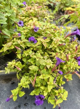 观花盆栽蓝色系垂吊金脉“蓝色脉冲”夏堇多年生花期春夏秋