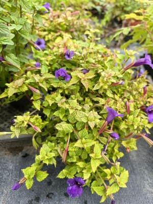 观花盆栽蓝色系垂吊金脉“蓝色脉冲”夏堇多年生花期春夏秋