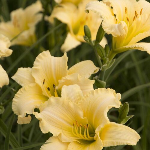 25种进口盆栽大花萱草