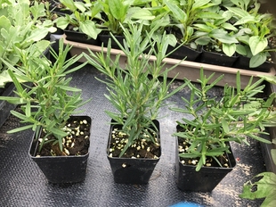 直立迷迭香小苗食用烤肉料理泡茶 耐热耐寒大苗另有链接