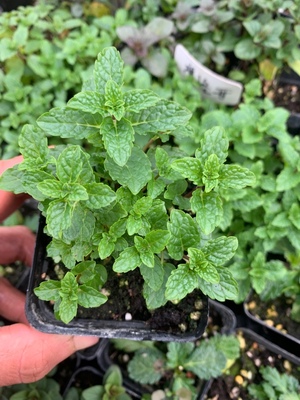 食用摩洛哥薄荷黑方香草苗