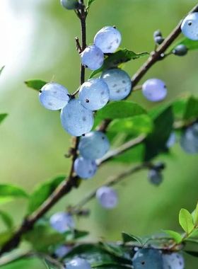 蕊帽忍冬Lonicera pileata Oliv.盆栽小苗