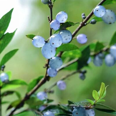 蕊帽忍冬Lonicera pileata Oliv.盆栽小苗