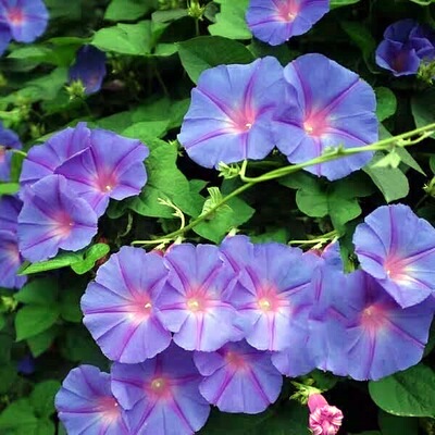 花期长多年生宿根盆栽