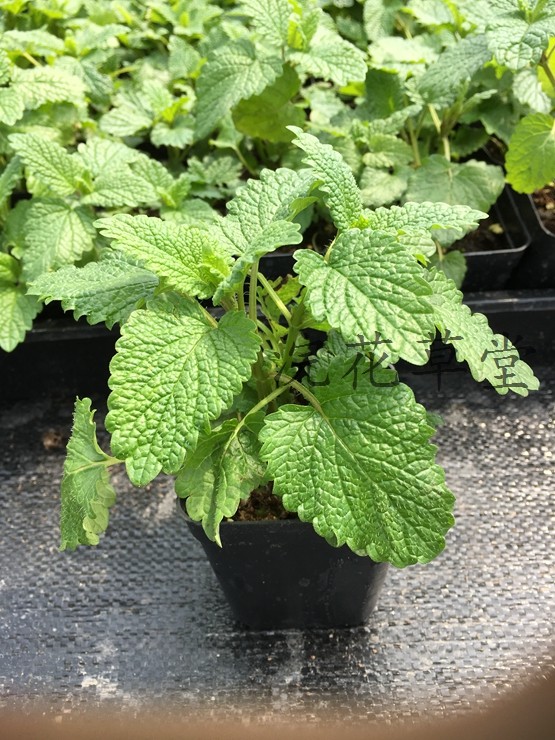 食用香草柠檬香蜂草柠檬薄荷小苗盆栽茶饮庭院阳台耐寒耐热花卉