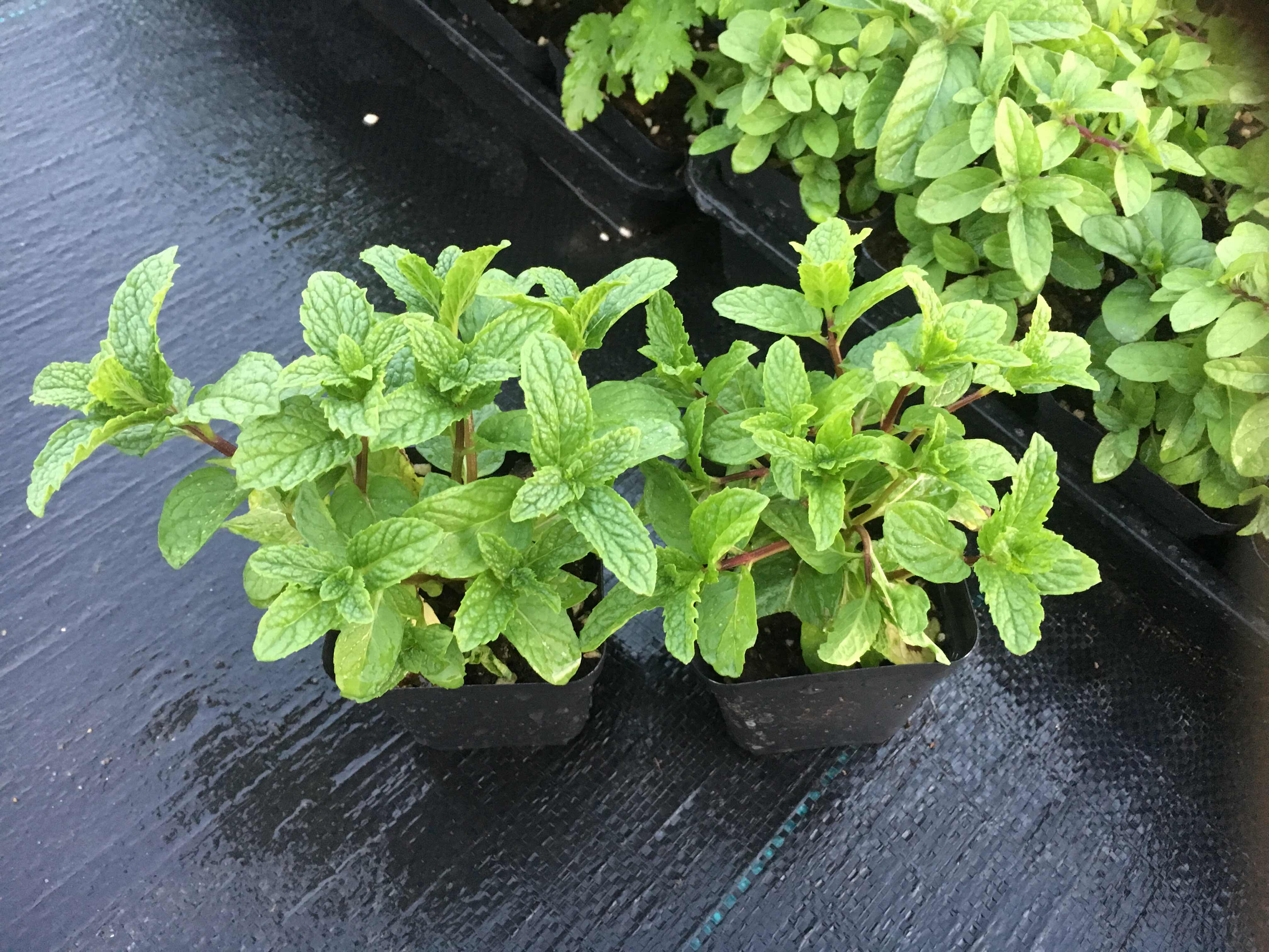 []食用香草苗留兰香/留兰薄荷/泡茶/料理/装饰