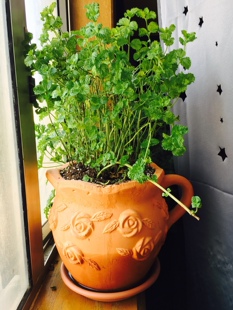 []进口新品食用薄荷：皱叶薄荷/咖喱薄荷耐热，七黑方苗