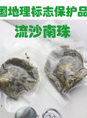 湛江珍珠 海水珍珠蚌 海水蚌自己开  天然育珠 流沙南珠 AKOYA蚌