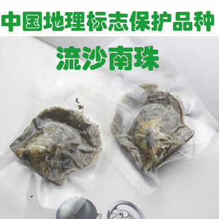 湛江珍珠 海水珍珠蚌 海水蚌自己开  天然育珠 流沙南珠 AKOYA蚌