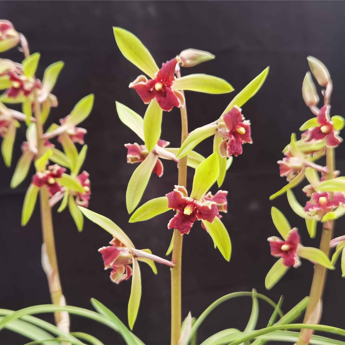 蕙兰红三星名贵兰花苗带花苞浓香型室内办公阳台庭院绿植盆栽花卉