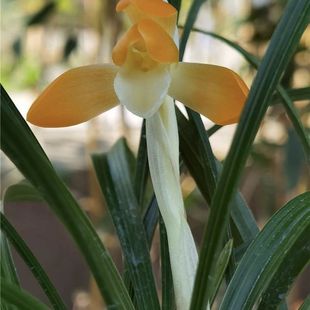 春兰灿宝名贵兰花苗带花苞浓香室内办公阳台窗台庭院绿植盆栽花卉