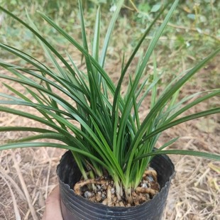 原生种兰花矮蕙兰木纹草矮种兰花苗室内办公桌阳台绿植盆栽花卉