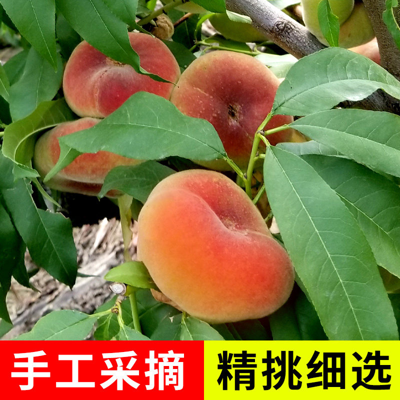 顺丰冷链源产现新疆143大蟠桃