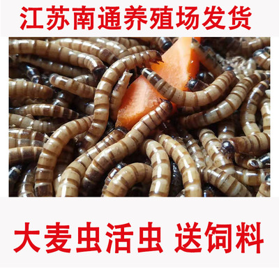 无锡直发大麦活虫一斤500克