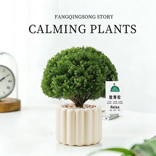 【放青松绿植】雾凇小盆栽办公室桌面小摆件工位放轻松植物小香松