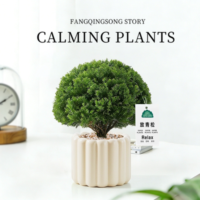 【放青松绿植】雾凇小盆栽办公室桌面小摆件工位放轻松植物小香松