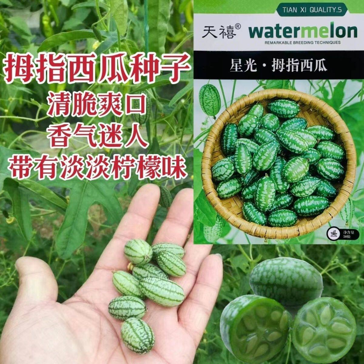 拇指西瓜种子籽迷你蔬菜小西瓜籽姆手指母子西瓜子种阳台盆栽瓜果
