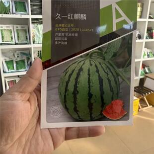 久一红麒麟西瓜种子硕源高品质美都耐裂红瓤大果春夏麒麟西瓜种子