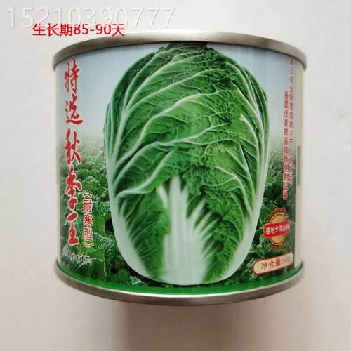 播大白菜种籽青硕越冬王结球白菜病子耐寒秋种抗丰产AZF包头菜蔬