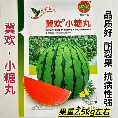 冀欢小糖丸早熟一代杂交小型礼品西瓜种子花皮圆形瓤红质脆抗病强