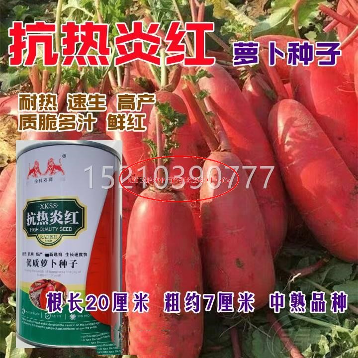 抗热炎耐热红皮白台肉萝卜种子春夏秋中熟优种质红罗卜籽庭院YWO