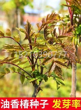 香椿种子种籽树季CZV红油香四椿树苗香春椿芽苗菜盆栽水培种植香