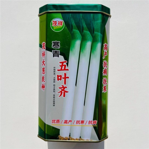 寒香五叶齐大葱种子200克