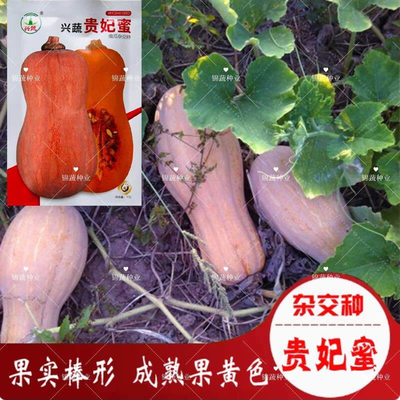 兴蔬贵妃蜜中熟南瓜种子果表光滑果肉深黄色口感粉甜细腻耐贮运