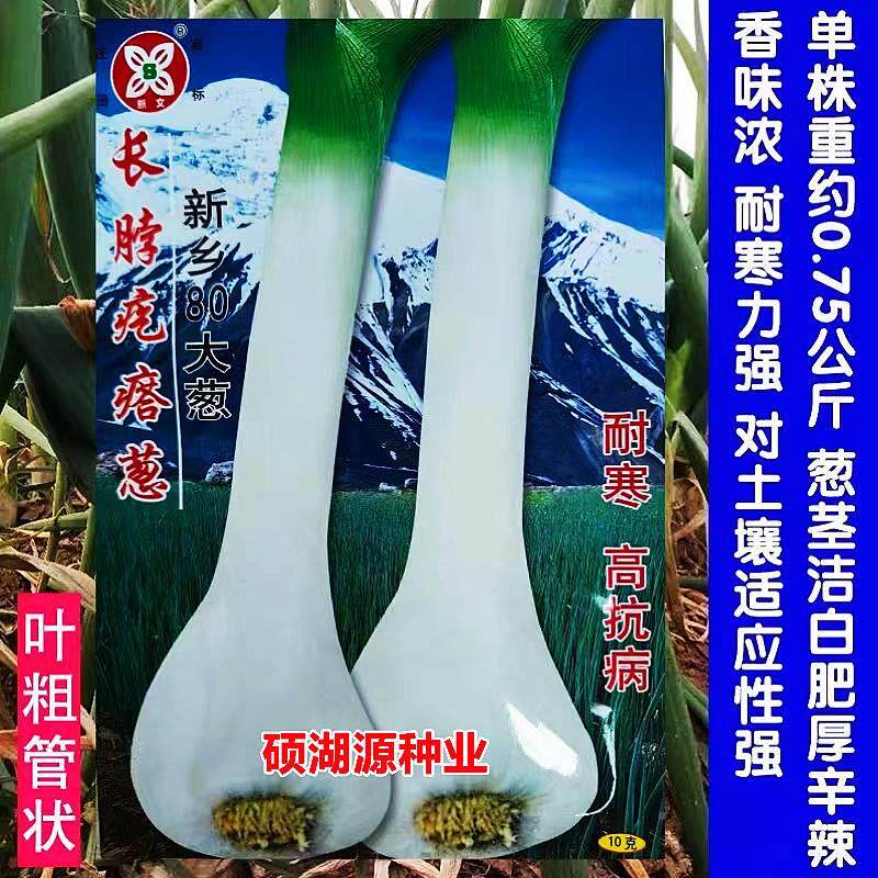大长脖疙瘩葱种子鸡腿葱口感优质高产耐寒春抗病QSY农好家秋播葱
