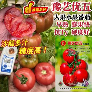 优五水果番茄种子好吃高糖柿子TY番茄粉果西红柿种子沙瓤多汁