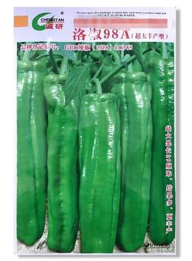 洛椒98BUYA产大 超丰辣椒种子薄皮牛角椒早熟青辣椒型籽四季基地