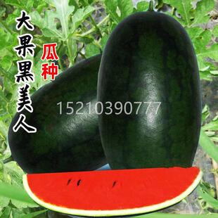 黑美人WOD西瓜种籽超甜黄瓤无籽西瓜种子春大红季果型黑皮巨型夏