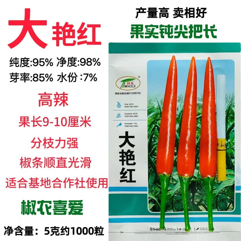 同乐大艳红特辣朝天椒种籽单生大果型高产抗病指天椒红辣米椒种子