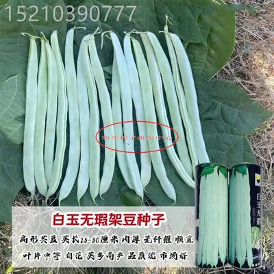 白玉无瑕四季豆种子高产爬藤架豆春秋四季豆芸豆种籽四季易种蔬菜