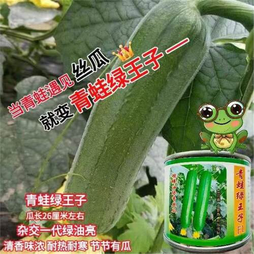 青蛙绿王子短棒油皮丝瓜种籽高产抗病春秋耐热油亮丝瓜基地专用种