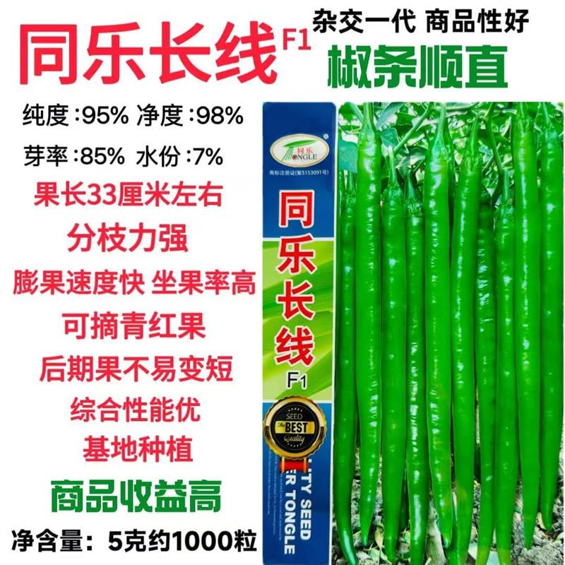 同乐长线辣椒种子早熟杂交种味香辣可摘青红果线椒春秋播1000粒