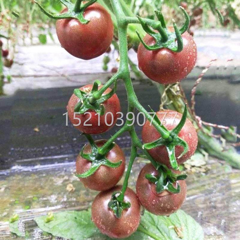 紫樱桃小番种vuh子四季圣高产女果台湾紫圣茄女孑蔬菜盆栽圣女果
