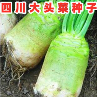 四川大头菜种子光头芥菜疙瘩榨菜芥菜种籽腌咸泡菜秋季田园蔬菜孑