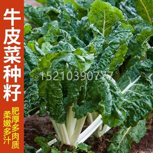 达皮菜 厚菜种籽牛根菜GDP皮种子 四川牛皮菜种籽大叶红牛皮菜四