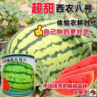 西农八号西瓜种子特大超甜西瓜种子抗病高产田园大棚种植春季秋季