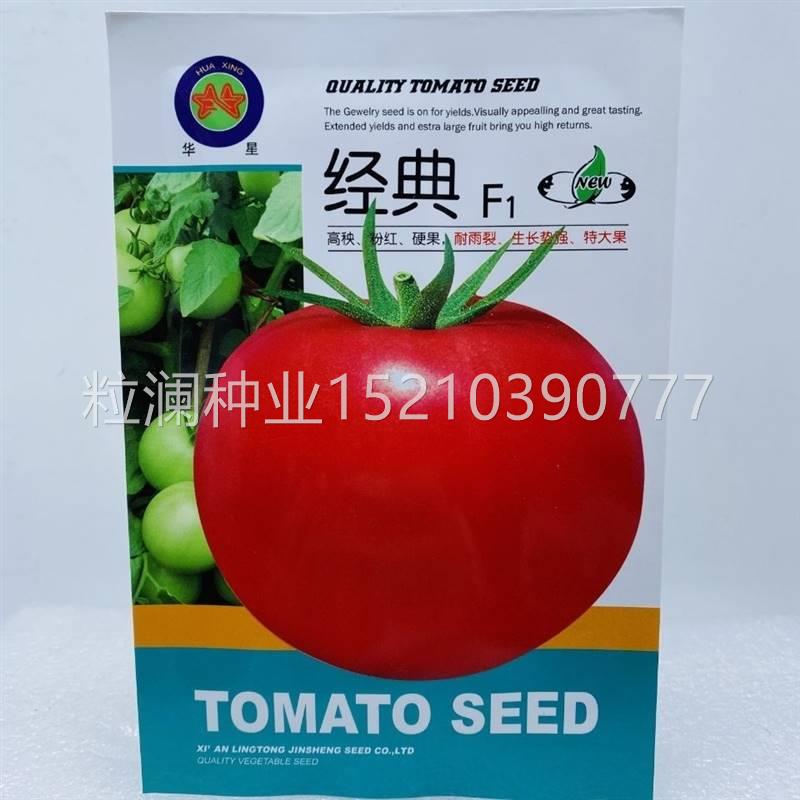 华星经CER典1大番1茄Y种子抗T病毒抗线虫耐裂硬果西F红柿种籽0克