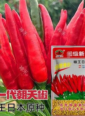 椒王日本原种辣椒种子朝天椒小米椒超辣早熟农家四季播蔬菜种籽
