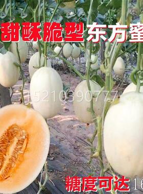 方蜜一东号OJC甜瓜种子新疆香妃红白皮瓤姑松脆梨超甜水果玉香瓜