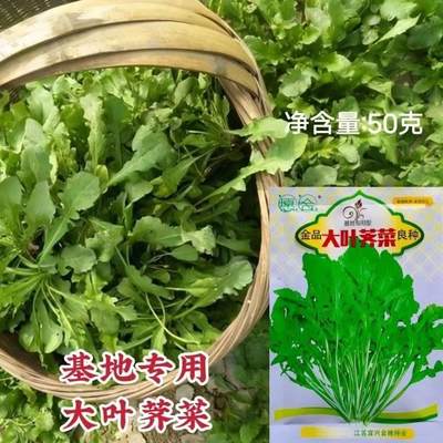 基地专用大叶菜荠菜种子CRC野叶荠荠种籽春秋两季板叶生花荠菜种