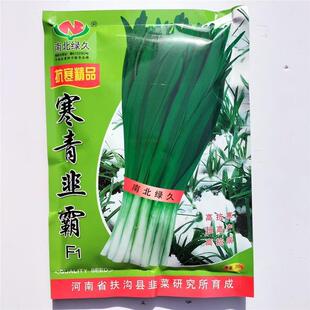 寒青韭霸韭菜种子高抗寒多抗型宽叶不休眠韭菜种籽春秋高产大田孑