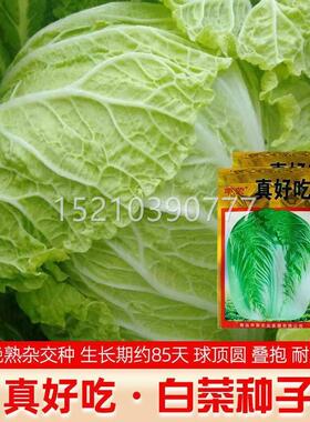 XEL真好吃大白种种子易秋病季冬储白菜种籽高菜产蔬菜抗口感好耐