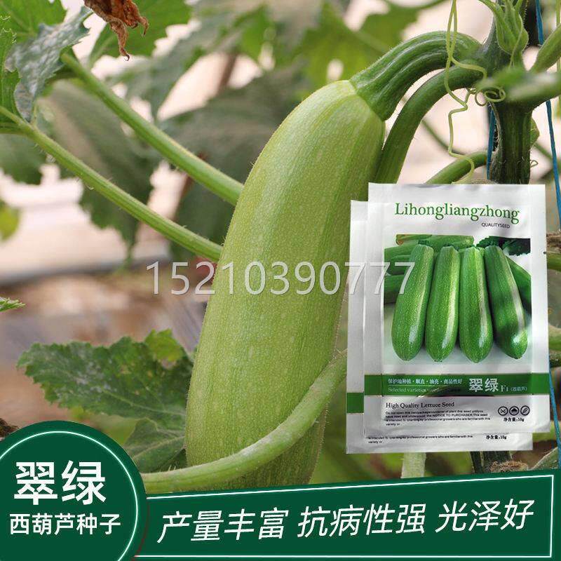 西葫种子早青小瓜高NHX产蔬菜种子四季南菜易种芦可盆栽蔬籽耐寒