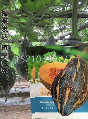安妮五号新型香芋南瓜子抗旱抗适应广农病家庭性种院蔬KWS菜种籽